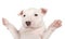 Portrait of a Miniature Bull Terrier puppy with paws raised up