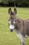 Portrait of a miniature donkey