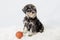 Portrait miniature Schnauzer black over