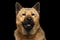 Portrait of mix breed Akita Inu and Chow chow Dog