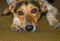 Portrait of mixed breed dog lying on the floor and desperately waiting for master would return home