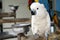 Portrait of moluccan cockatoo