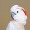 Portrait of a Moluccan Cockatoo on uniform background