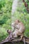 Portrait, moment of Mother monkey and baby in forest park it was interested in the corn in the mother`s hand at Khao Ngu Stone