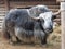 Portrait of mongolian yak behind the wooden fence. Close-up view. Rural scene