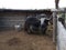 Portrait of mongolian yak behind the wooden fence. Close-up view. Rural scene