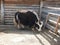 Portrait of mongolian yak behind the wooden fence. Close-up view. Rural scene