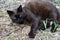 Portrait of mongrel black cat with yellow eyes, lies on dry grass, wary look. Summer. Outdoor.