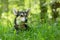 Portrait of a mongrel black and red dog in the green grass