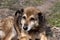 Portrait of mongrel brown dog. Adult dog lies on grass, sad look. Spring. Outdoor. National Mutt Day.