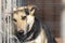 Portrait of a mongrel dog in a cage in a dog shelter.