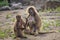 Portrait of monkey gelada, Theropithecus gelada, the bleeding-heart monkey, gelada baboon. Male and female