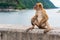 Portrait monkey lives in a natural forest of Thailand