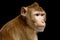 Portrait monkey, Long-tailed macaque, Crab-eating