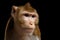 Portrait monkey, Long-tailed macaque, Crab-eating