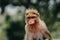 Portrait of a monkey looking at the camera with bokeh background