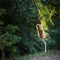 Portrait Monkey or Macaca is dangling, looking like Tarzan on a branch, view from behind, It\\\'s fun, about to fall from tree.