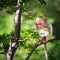 Portrait, Monkey or Macaca sit alone on the tree and looking, it hungry and enjoys eating watermelon delicious, happy in the