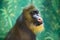 Portrait of the monkey Mandrill, Mandrillus sphinx, thoughtful look, open mouth. Fauna, mammals, primates