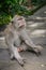 Portrait monkey in Sacred Monkey Forest