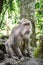 Portrait monkey in Sacred Monkey Forest