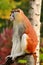 Portrait of a monkey is sitting, resting and posing on branch of tree in garden. Patas monkey is type of primates.