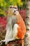 Portrait of a monkey is sitting, resting and posing on branch of tree in garden. Patas monkey is type of primates.