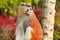 Portrait of a monkey is sitting, resting and posing on branch of tree in garden. Patas monkey is type of primates.