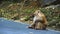 Portrait of a monkey sitting on a road in the jungle.