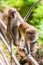 Portrait of monkeys in a rain forest