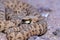 Portrait of Montivipera albicornuta mountain viper snake