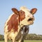 Portrait of a mooing red and white cow, with ear tags and necklace, pink nose