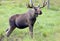 Portrait of a Moose bull (Alces alces)