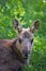 Portrait of Moose Calf