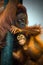Portrait of Mother and baby Bornean orangutans