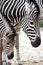 Portrait of mother and baby zebra