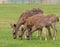 Portrait of a mother deer with two sweet fauns in an open field.