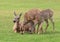 Portrait of a mother deer with two sweet fauns in an open field.
