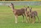 Portrait of a mother deer with two sweet fauns in an open field.