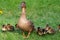 A portrait of a mother or father duck walking around with her small baby ducklings or chicks. The offspring is walking behind the