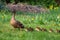 A portrait of a mother or father duck walking around with her small baby ducklings or chicks. The offspring is walking behind the