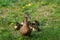 A portrait of a mother or father duck walking around with her small baby ducklings or chicks. The offspring is walking behind the
