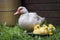 Portrait of mother muscovy duck and group of cute yellow fluffy baby ducklings, animal family concept