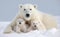 Portrait of mother polar bear with her cute cubs in snow