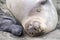Portrait of mother and pup elephant seals