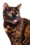 Portrait of a motley cat with the flicked out tongue language, i