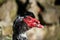 Portrait of a motley muscovy duck with a red face