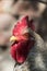 Portrait of a motley rooster