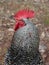 Portrait of a motley rooster with a red scallop