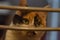 Portrait of a mottled green-eyed cat looking through the metal bars.